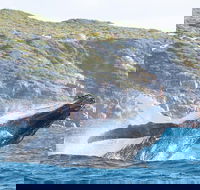 Jet Boat Whale Watching Safari from Dunsborough - Perth Resorts