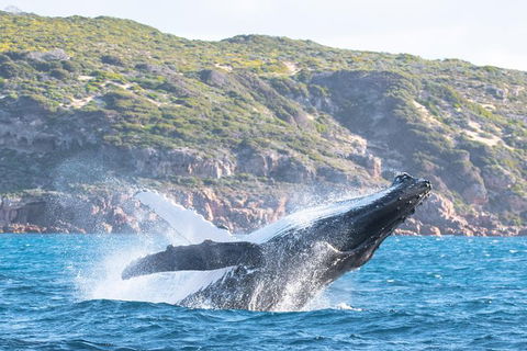 Jet Boat Whale Watching Safari From Dunsborough - Accommodation Perth 0