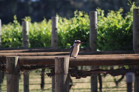 Margaret River Wine And Sights Discovery Tour From Busselton Or Dunsborough - Perth Resorts 5