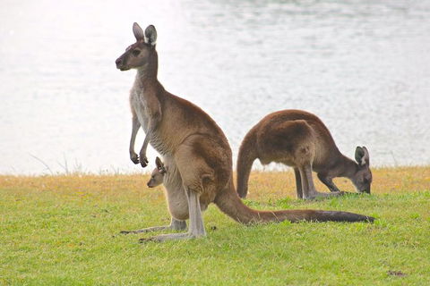 Margaret River Wine And Sights Discovery Tour From Busselton Or Dunsborough - Perth Resorts 6