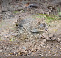Nocturnal Wildlife Tour from Busselton or Dunsborough - Perth Resorts