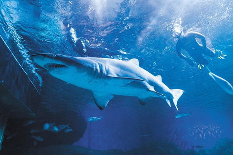 AQWA The Aquarium Of Western Australia: General Admission - Accommodation Perth 9