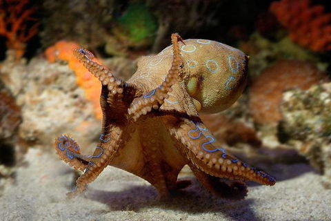 AQWA The Aquarium Of Western Australia: General Admission - Accommodation Perth 15