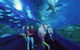 AQWA The Aquarium Of Western Australia: General Admission - thumb 14