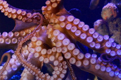 AQWA The Aquarium Of Western Australia: General Admission - Accommodation Perth 8
