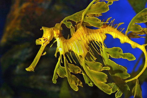 AQWA The Aquarium Of Western Australia: General Admission - Accommodation Perth 13
