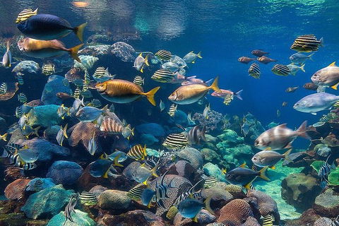 AQWA The Aquarium Of Western Australia: General Admission - Accommodation Perth 10