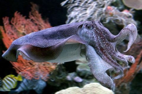 AQWA The Aquarium Of Western Australia: General Admission - Accommodation Perth 16