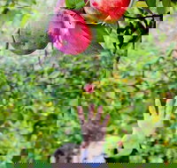 Perth Hills - Wildlife Art  Gastronomy - Perth Resorts