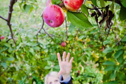 Perth Hills - Wildlife, Art & Gastronomy - Perth Resorts 0