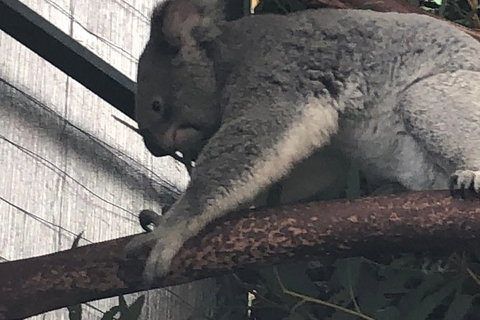 Perth Hills - Wildlife, Art & Gastronomy - Perth Resorts 7