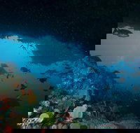 Rottnest Island scuba diving from Fremantle - Perth Resorts