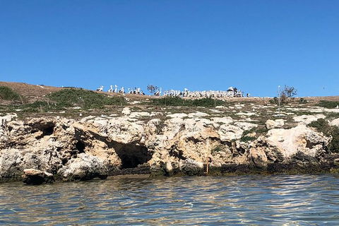 Penguin Island And Fremantle - Canoe, Chocolate & Coffee - Accommodation Perth 10
