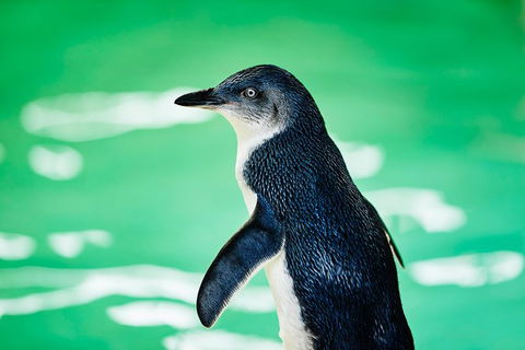 Penguin Island And Fremantle - Canoe, Chocolate & Coffee - Accommodation Perth 14