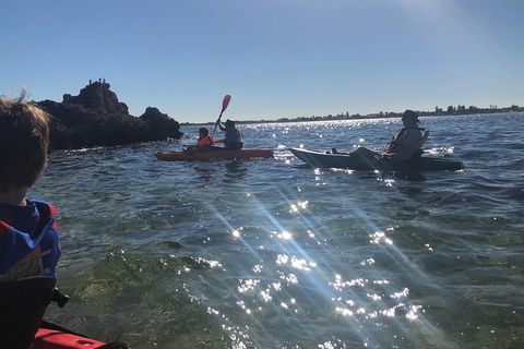 Penguin Island And Fremantle - Canoe, Chocolate & Coffee - Accommodation Perth 11