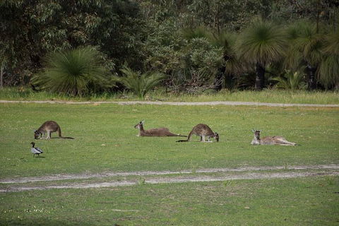 Yanchep & Lancelin - Wildlife, Cave And Sands - Accommodation Perth 8