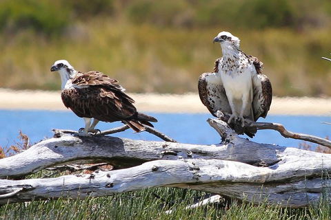 Mandurah Dolphin Island Adventure - Accommodation Perth 4