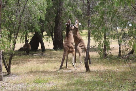 Margaret River Coastal And Wildlife Eco Trip From Busselton Or Dunsborough - Perth Resorts 14