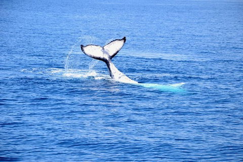 Margaret River Coastal And Wildlife Eco Trip From Busselton Or Dunsborough - Perth Resorts 11