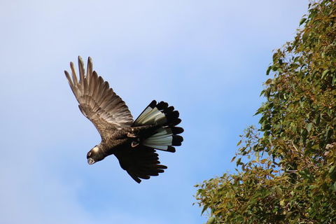 Margaret River Coastal And Wildlife Eco Trip From Busselton Or Dunsborough - Perth Resorts 3