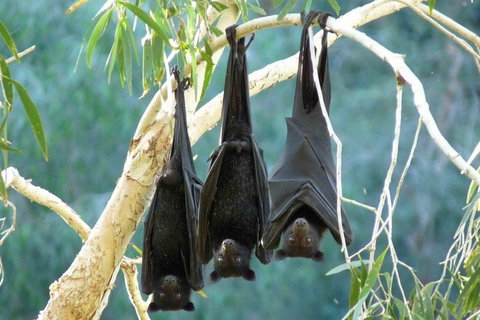 Amazing Windjana Gorge And Tunnel Creek Adventure From Broome - Perth Resorts 3