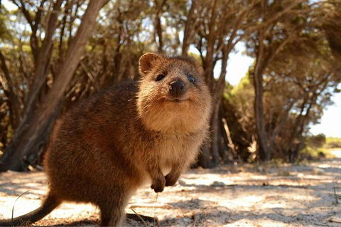 Fly To Rottnest Island By Plane - Accommodation Perth 1
