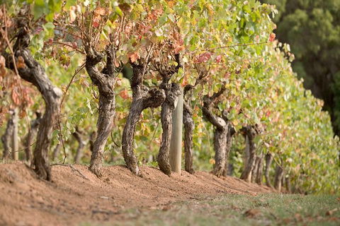Vasse Felix Winery Tour And Tasting - Perth Resorts 3