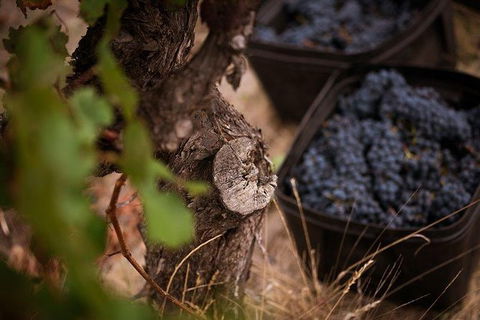 Vasse Felix Winery Tour And Tasting - Perth Resorts 4