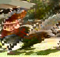 Very Best of Perth Tour - Wildlife Park  City Highlights Tour - Accommodation Perth