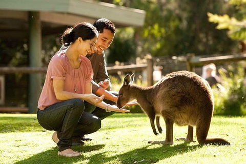 Very Best Of Perth Tour - Wildlife Park & City Highlights Tour - Accommodation Perth 0