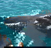Augusta Whale Watching Eco Tour - Perth Resorts