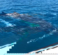 Busselton Whale Watching - Perth Resorts
