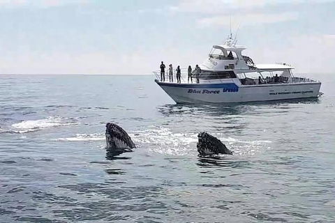 Busselton Whale Watching Eco Tour - Perth Resorts 0