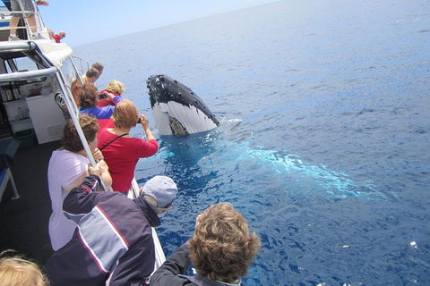 Busselton Whale Watching Eco Tour - Perth Resorts 1