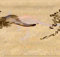 Koalas and Kangaroo in the Wild Tour from Melbourne - Accommodation Perth