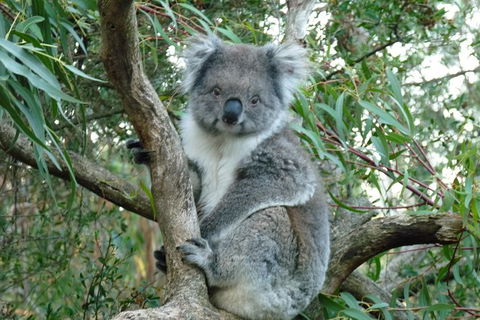 Melbourne Combo: Great Ocean Road Tour And Phillip Island Penguin Parade Tour - Accommodation Perth 1