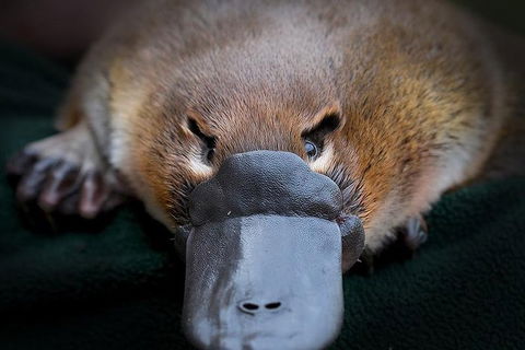 Meet A Platypus At Healesville Sanctuary - Accommodation Perth 0