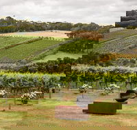 Montalto Vineyard Mornington Peninsula Discovery Wine Tasting and Lunch - Accommodation Perth