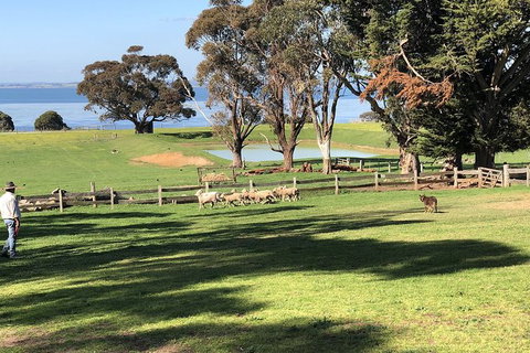 Phillip Island Tour Including Phillip Island Penguin Parade - Perth Resorts 8