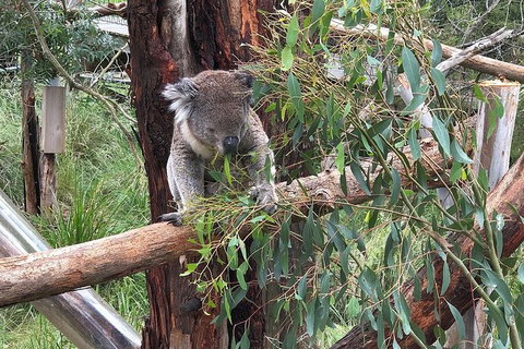 Phillip Island Tour Including Phillip Island Penguin Parade - Perth Resorts 3