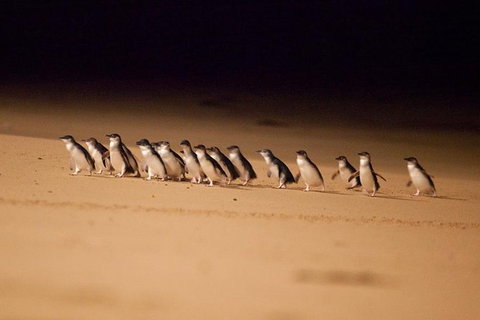 Melbourne Attractions Pass Including Melbourne Zoo, Hop-on Hop-off Bus And SEA LIFE Aquarium - Accommodation Perth 9