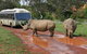 Melbourne Attractions Pass Including Melbourne Zoo, Hop-on Hop-off Bus And SEA LIFE Aquarium - thumb 13
