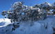 Mount Buller Snow Day Trip - thumb 7