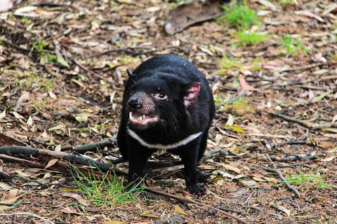 5-Day Best Of Tasmania Tour From Hobart - Perth Resorts 8