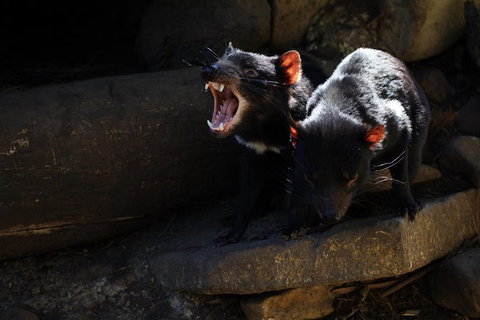 Port Arthur And Tassie Devils Active Day Tour From Hobart - Perth Resorts 5