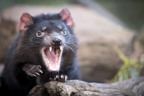 Port Arthur And Tassie Devils Active Day Tour From Hobart - Perth Resorts 2