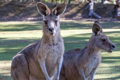 Port Arthur And Tassie Devils Active Day Tour From Hobart - Perth Resorts 10