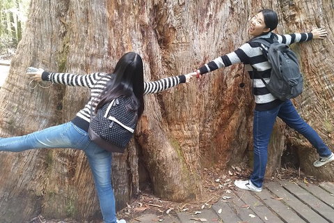 Mt Field National Park Active Day-Trip Including Bonorong And Mt Wellington - Perth Resorts 8