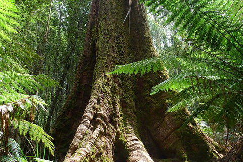 Mt Field National Park Active Day-Trip Including Bonorong And Mt Wellington - Perth Resorts 11