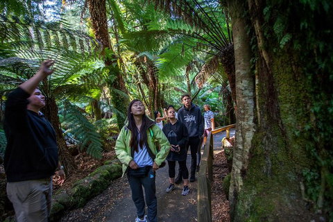 Mt Field National Park Active Day-Trip Including Bonorong And Mt Wellington - Perth Resorts 5